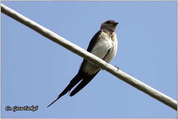 30_red-rumped_swallow.jpg - Red-rumped Swallow,  Hirundo daurica, Gradska lasta, Location: Skhiatos, Greece