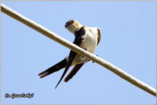 31_red-rumped_swallow.jpg - Red-rumped Swallow,  Hirundo daurica, Gradska lasta, Location: Skhiatos, Greece