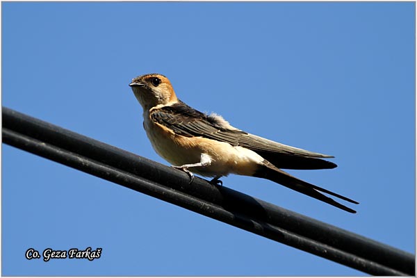 32_red-rumped_swallow.jpg - Red-rumped Swallow, Hirundo daurica, Gradska lasta, Location: Skhiatos, Greece