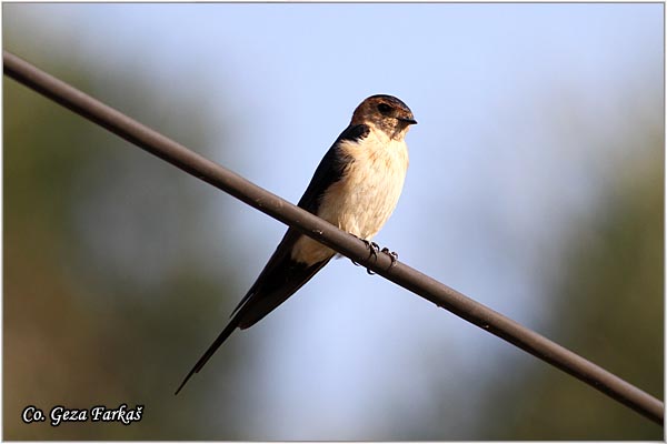 33_red-rumped_swallow.jpg - Red-rumped Swallow,  Hirundo daurica, Gradska lasta, Location: Corfu, Greece