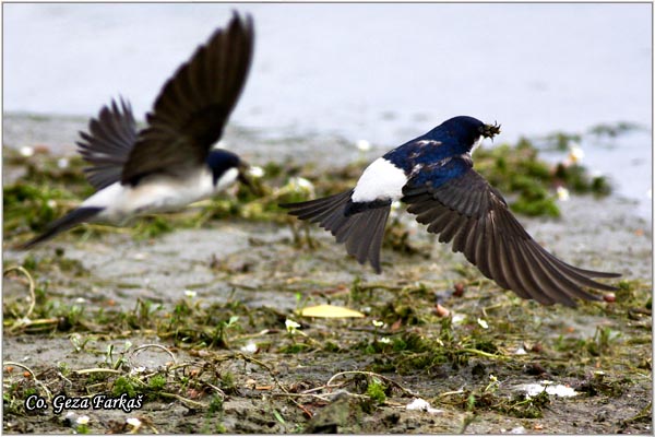 46_house_martin.jpg - House Martin,  Delichon urbica, Gradska lasta, Location: Novi Sad, Serbia