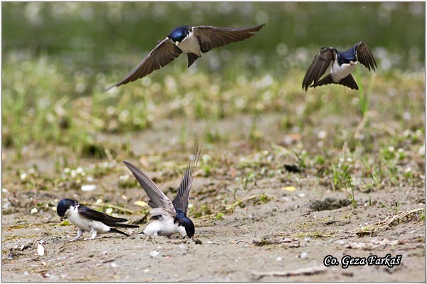 47_house_martin.jpg - House Martin,  Delichon urbica, Gradska lasta, Location: Novi Sad, Serbia