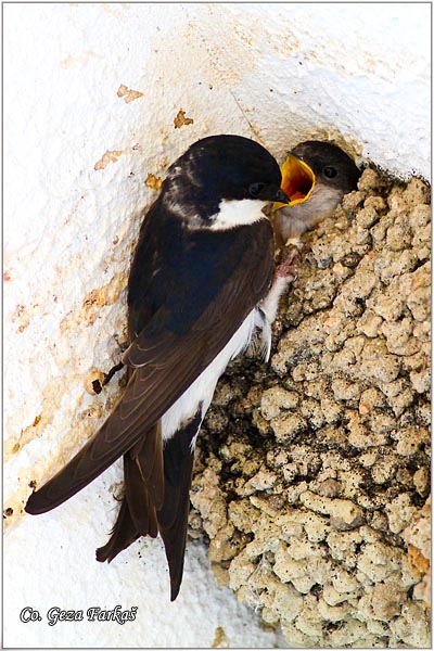 48_house_martin.jpg - House Martin,  Delichon urbica, Gradska lasta, Location: Beja, Portugalia