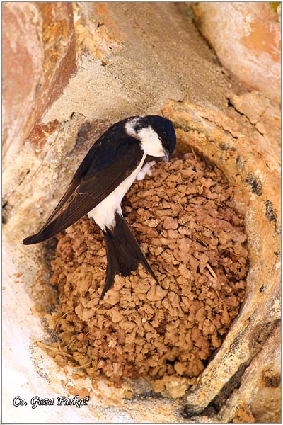 49_house_martin.jpg - House Martin,  Delichon urbica, Gradska lasta, Location: Beja, Portugalia