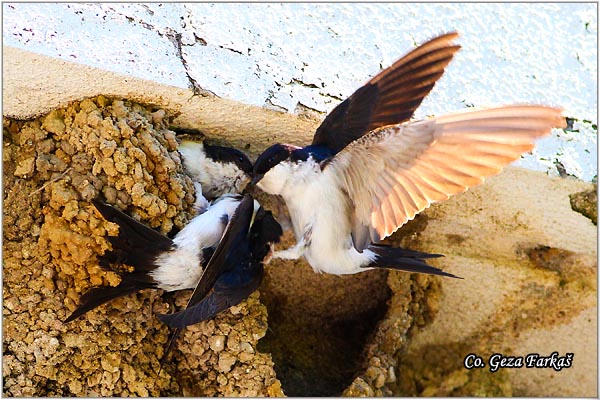 50_house_martin.jpg - House Martin,  Delichon urbica, Gradska lasta, Location: Beja, Portugalia