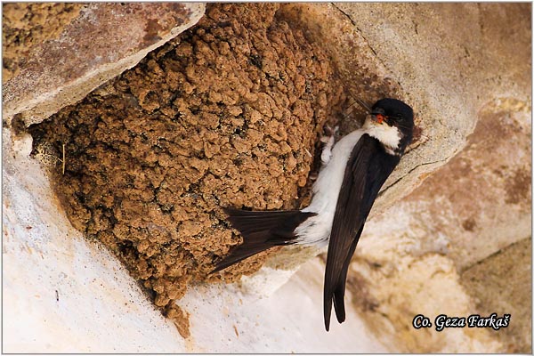 51_house_martin.jpg - House Martin,  Delichon urbica, Gradska lasta, Location: Beja, Portugalia