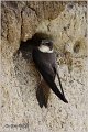 21_sand_martin