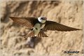 22_sand_martin