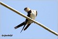 31_red-rumped_swallow