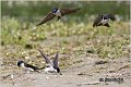 47_house_martin