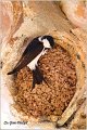 49_house_martin