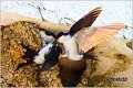 50_house_martin