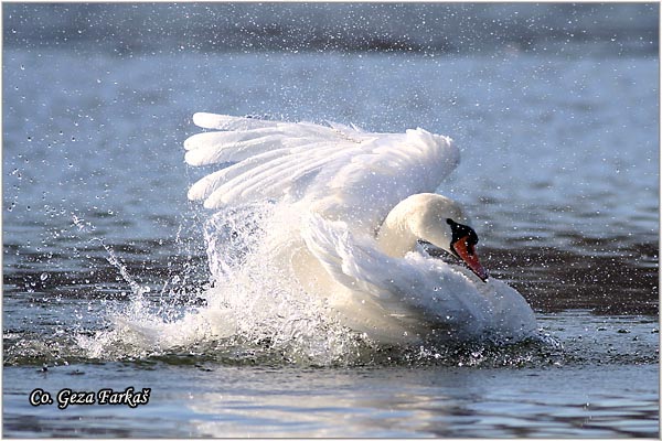 01_mute_swan.jpg - Mute Swan, Cygnus olor, Labud, Mesto - Location, Novi Sad, Serbia