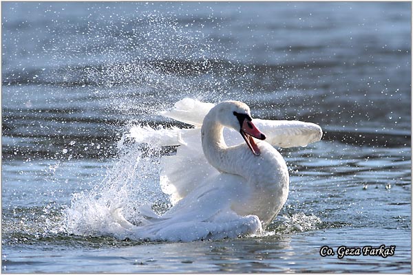 03_mute_swan.jpg - Mute Swan, Cygnus olor