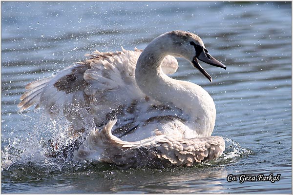 04_mute_swan.jpg - Mute Swan, Cygnus olor