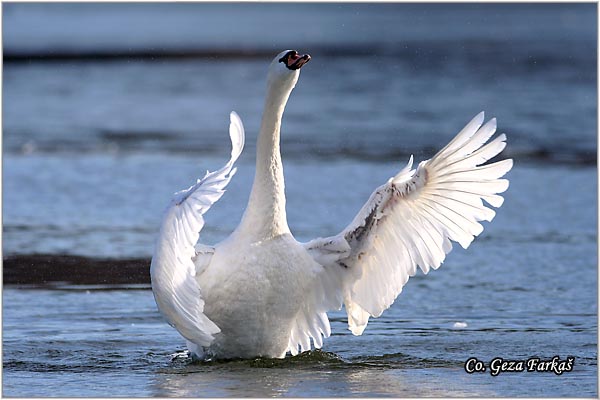 05_mute_swan.jpg - Mute Swan, Cygnus olor