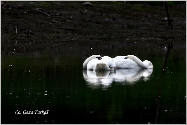 07_mute_swan.jpg - Mute Swan, Cygnus olor