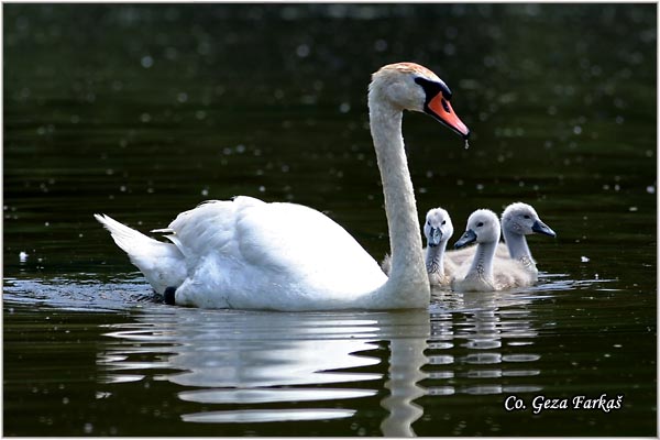 08_mute_swan.jpg - Mute Swan, Cygnus olor