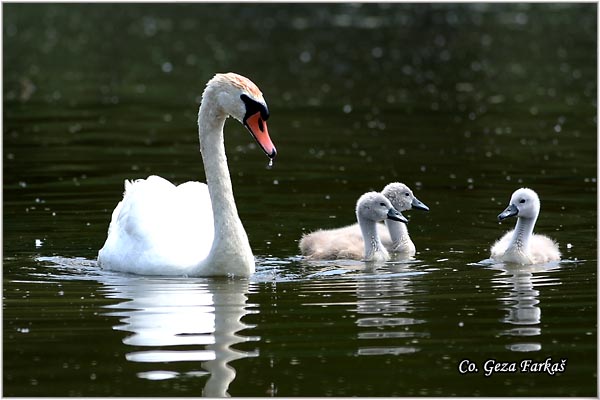 09_mute_swan.jpg - Mute Swan, Cygnus olor