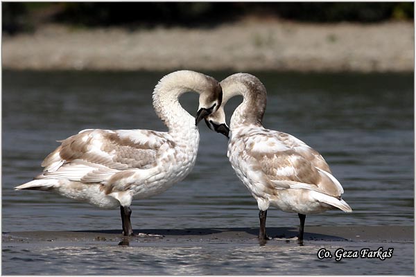 10_mute_swan.jpg - Mute Swan, Cygnus olor