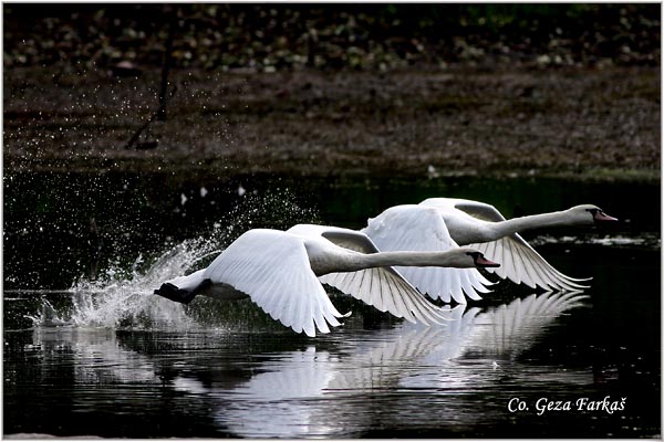 11_mute_swan.jpg - Mute Swan, Cygnus olor