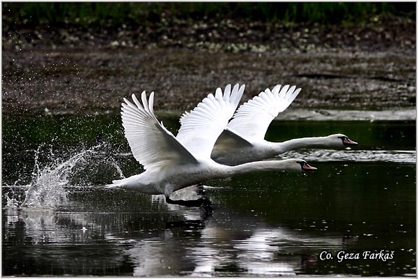 12_mute_swan.jpg - Mute Swan, Cygnus olor