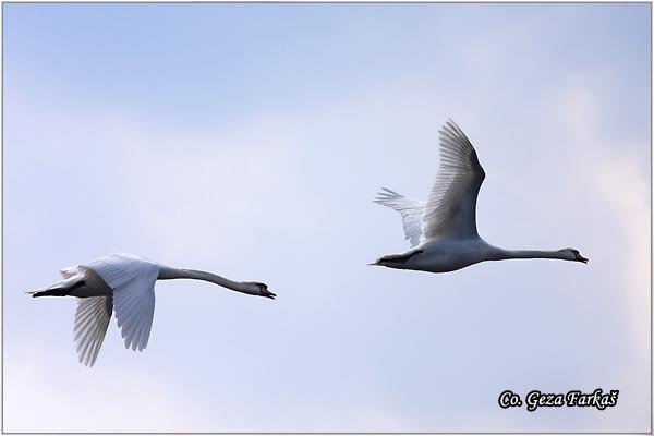 13_mute_swan.jpg - Mute Swan, Cygnus olor