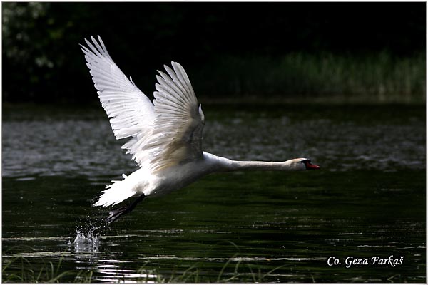 15_mute_swan.jpg - Mute Swan, Cygnus olor