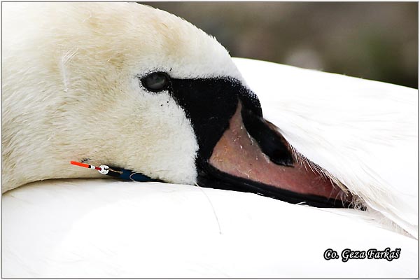 19_mute_swan.jpg - Mute Swan, Cygnus olor