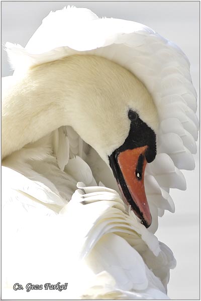 20_mute_swan.jpg - Mute Swan, Cygnus olor