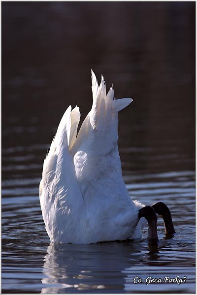 21_mute_swan.jpg - Mute Swan, Cygnus olor