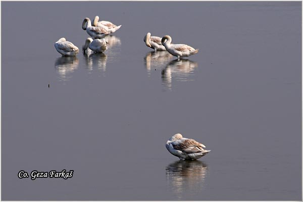 22_mute_swan.jpg - Mute Swan, Cygnus olor