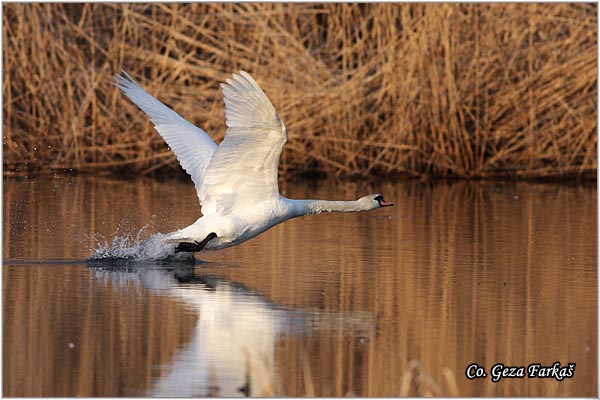 23_mute_swan.jpg - Mute Swan, Cygnus olor, Labud, Mesto - Location, Koviljski rit, Serbia