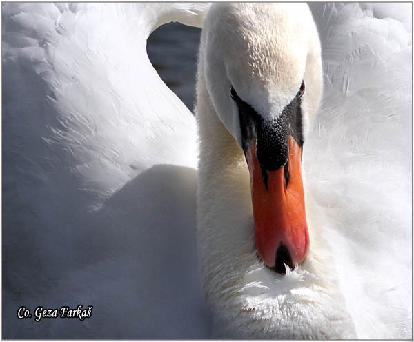 24_mute_swan.jpg - Mute Swan, Cygnus olor, Labud, Mesto - Location, Koviljski rit, Serbia