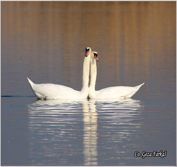 25_mute_swan.jpg - Mute Swan, Cygnus olor, Labud, Mesto - Location, Koviljski rit, Serbia