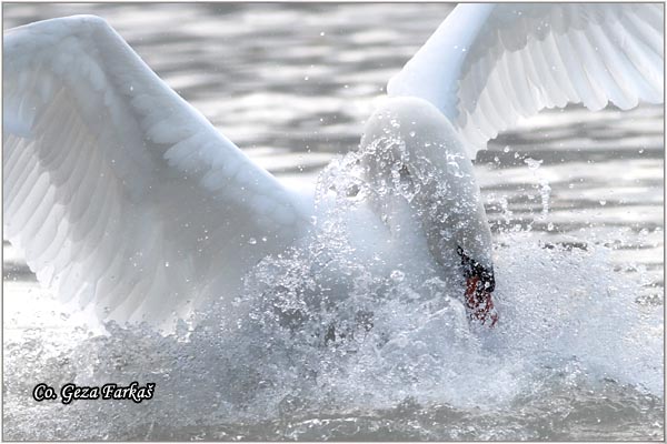 27_mute_swan.jpg - Mute Swan, Cygnus olor, Labud, Mesto - Location, Novi Sad, Serbia