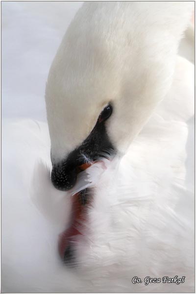 28_mute_swan.jpg - Mute Swan, Cygnus olor, Labud, Mesto - Location, Novi Sad, Serbia