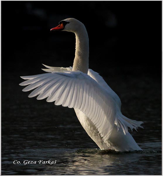 29_mute_swan.jpg - Mute Swan, Cygnus olor, Labud, Mesto - Location, Novi Sad, Serbia