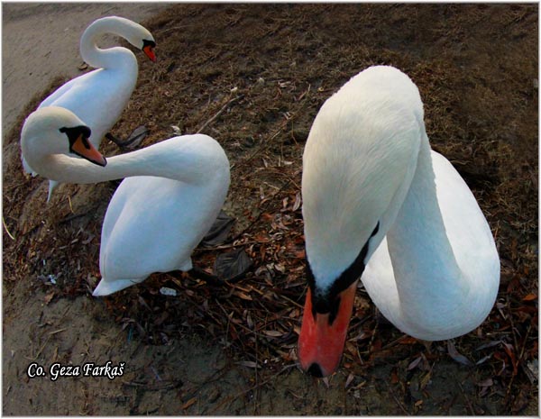 31_mute_swan.jpg - Mute Swan, Cygnus olor, Labud, Mesto - Location, Novi Sad, Serbia