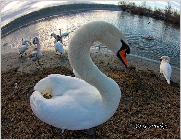 32_mute_swan.jpg - Mute Swan, Cygnus olor, Labud, Mesto - Location, Novi Sad, Serbia