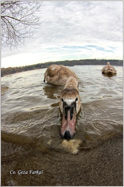 33_mute_swan.jpg - Mute Swan, Cygnus olor, Labud, Mesto - Location, Novi Sad, Serbia