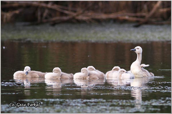 34_mute_swan.jpg - Mute Swan, Cygnus olor, Labud, Mesto - Location, Novi Sad, Serbia