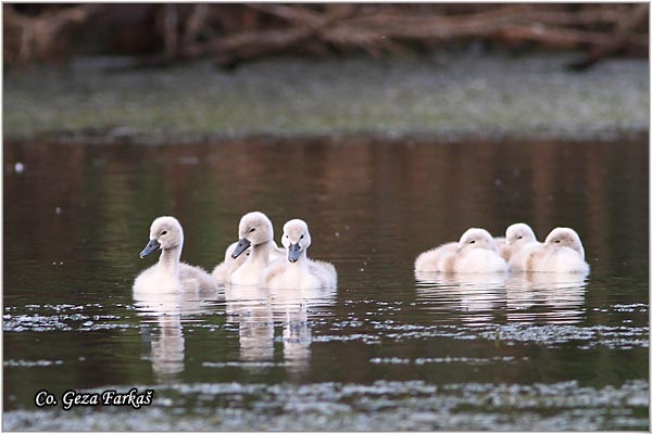 35_mute_swan.jpg - Mute Swan, Cygnus olor, Labud, Mesto - Location, Novi Sad, Serbia