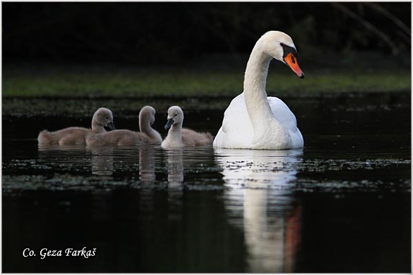 36_mute_swan.jpg - Mute Swan, Cygnus olor, Labud, Mesto - Location, Novi Sad, Serbia