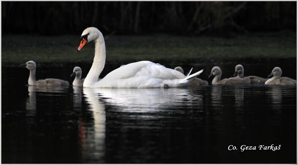 37_mute_swan.jpg - Mute Swan, Cygnus olor, Labud, Mesto - Location, Novi Sad, Serbia