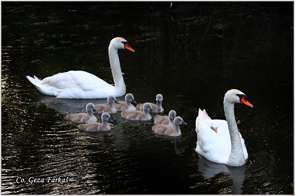 38_mute_swan.jpg - Mute Swan, Cygnus olor, Labud, Mesto - Location, Novi Sad, Serbia