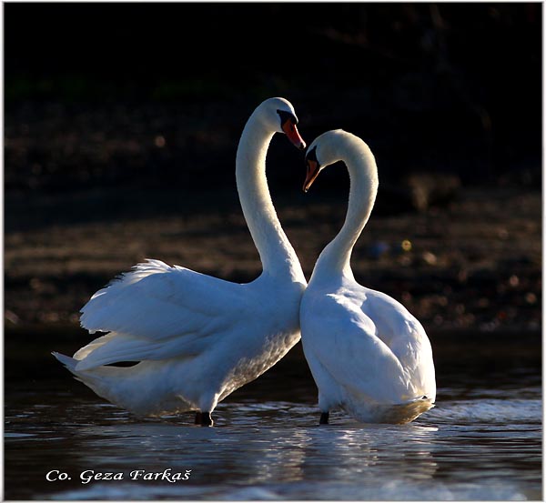 39_mute_swan.jpg - Mute Swan, Cygnus olor, Labud, Mesto - Location, Novi Sad, Serbia