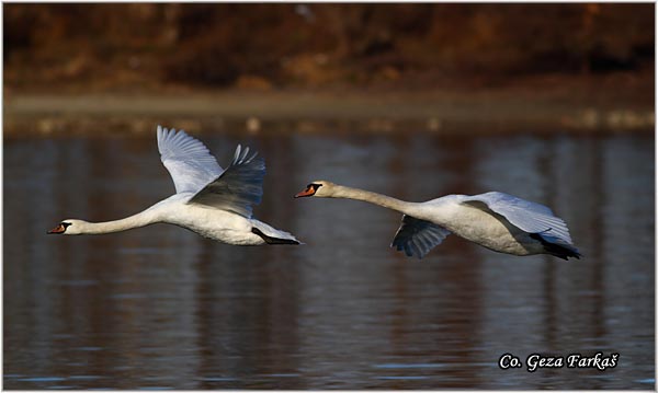 40_mute_swan.jpg - Mute Swan, Cygnus olor, Labud, Mesto - Location, Novi Sad, Serbia