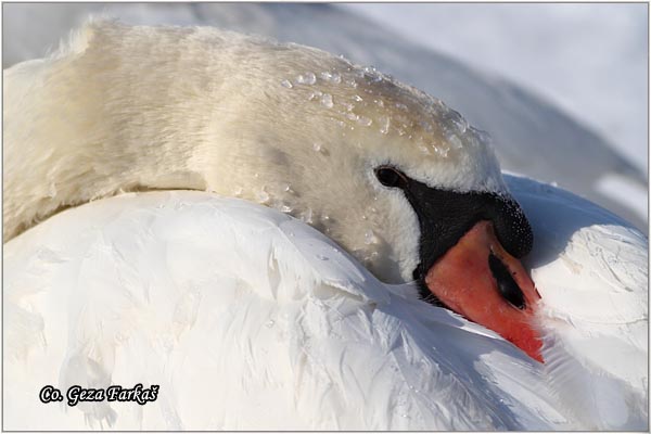 41_mute_swan.jpg - Mute Swan, Cygnus olor, Labud, Mesto - Location, Novi Sad, Serbia