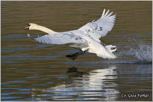 42_mute_swan.jpg - Mute Swan, Cygnus olor, Labud, Mesto - Location, Novi Sad, Serbia